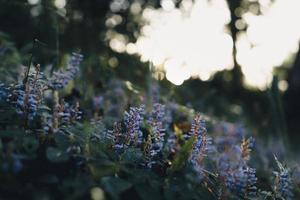 blommor på gräset på morgonen naturen foto