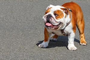 stor engelsk bulldog med läderkrage på en bakgrund av grå asfalttrottoar. foto