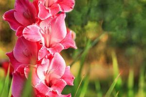 delikat rosa-röd gladiolus blommar i trädgården foto