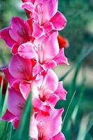 delikat rosa-röd fina gladioler som blommar i sommarträdgården, närbild. foto