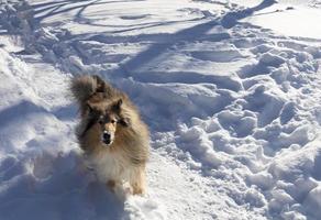 en colliehund springer genom snön foto