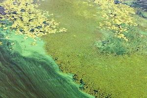 blågröna alger täcker flodens yta med en pellicle. förorening av flodvattnet. ekologiska problem. foto