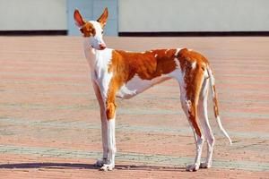 ett porträtt av en ibisanhund i perfekt skick mot bakgrund av sommartorget. foto