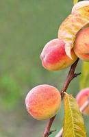 söta mogna persikor växer på en ung trädgren, närbild. foto