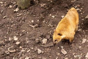 sydamerikanska coati, eller ring-tailed coati foto