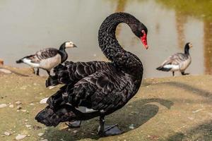 vacker svart svan på flodstranden foto