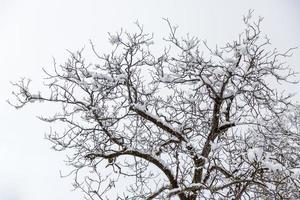 närbild av trädgrenar täckta med rimfrost. snöar. foto