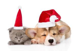 sovande kattunge och pembroke walesisk corgi-valp i julhattar. isolerad på vit bakgrund