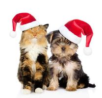 glad katt och valp i röda julhattar sitter tillsammans. isolerad på vit bakgrund