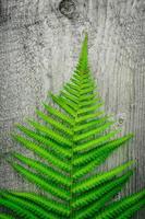grönt ormbunke blad på en gammal trä bakgrund foto