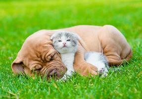 sovande bordeaux valp hund kramar nyfödd kattunge på grönt gräs