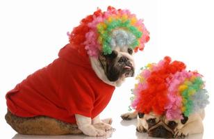 engelsk bulldog och mops utklädd till clowner foto