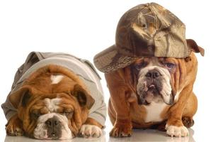 två bulldogg klädd casual - vänner foto