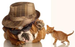 engelsk bulldog i glasögon och fedora och kattunge