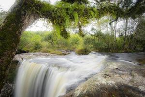 det djungelgröna trädet och växtdetaljen natur i regnskogen med mossa ormbunke på klippan och träden vatten strömmar vattenfall som rinner från bergen - vackert skogsvattenfall thailand foto