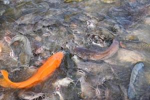 tilapiafarm sötvatten - gyllene karpfisk tilapia eller apelsinkarp och havskatt som äter från att äta mat på vattenytans dammar i fiskodlingen foto