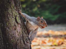 östlig grå ekorre sciurus carolinensis med hasselnöt foto