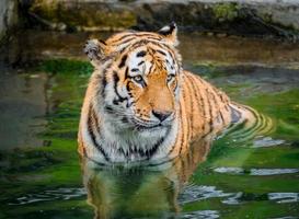 panthera tigris altaica sibirisk tiger i vatten, närbild foto