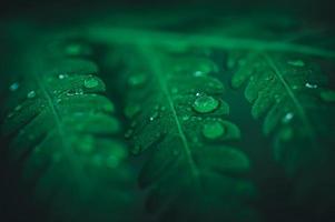 makro vattendroppar på löv älskar miljön foto