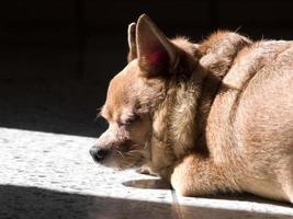 fet chihuahua hund sover på golvet foto