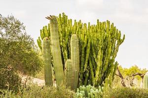 olika typer av kaktusgröna växter på Mallorca i Spanien. foto