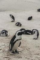 pingviner boulders strand Kapstaden Sydafrika. koloni glasögonpingviner. foto