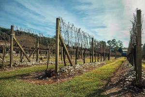 landskap med några rader av bladlösa vinstockar och grenar på vintern nära bento goncalves. en vänlig lantstad i södra Brasilien känd för sin vinproduktion.