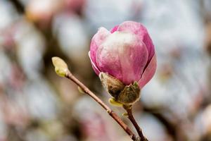 mjukt fokus av en rosa magnolia knopp på ett träd med suddig bakgrund foto