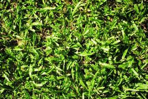 ovanifrån av gräsfält med solljus. textur och bakgrund av gräs löv på marken