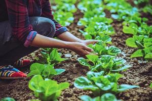 hand trädgårdsmästare kvinna asiatisk. sköta grönsakssallat i trädgården på plantskolan. foto