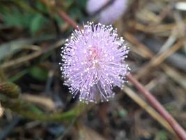 mimosa pudica blomma, känslig vild växt foto