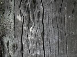 närbild av barken på ett träd efter en nyligen brand foto