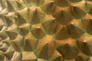 yta av durian för bakgrund foto