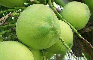 närbild ett gäng grön kokosnöt vid trädet foto