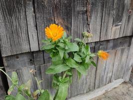 orange ringblomma ringblomma mot bakgrund av en gammal trädörr. blommor i soligt väder. närbild från Vitryssland. foto