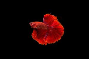 vackra färgglada siamesiska betta fisk foto