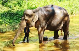 elefanter kopplar av genom att leka i floden