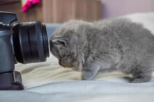 liten tittar kattungen i kameran foto