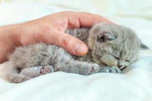 liten kattunge i en hand foto