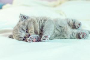 liten kattunge sover på ett vitt täcke foto