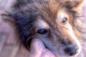 gammal, sjuk, blind hund närbild. grå starr foto