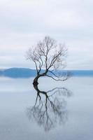 wanaka-trädet, det mest kända pilträdet i sjön wanaka, Nya Zeeland foto