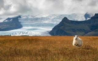 glaciärvakt, island foto