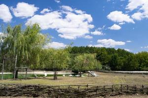 stora vita pelikaner som kopplar av under den varma sommarsolen i djurparken. blå himmel, gröna träd, trästaket landskap. foto