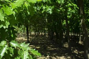 skog grönt bladverk bakgrund med plats för text. foto