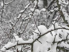 snötäckt träd. snöigt väder foto