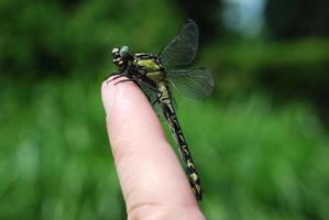 libelle auf finger foto