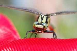 libelle auf rotem stoff foto