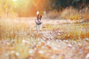 hund utanför springer gult gräsfält vid solnedgången i höstens trädskog i parkens bakgrund - sällskapshund utomhus promenader i trädgården sommar foto