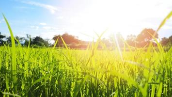 abstrakt vår- eller sommarbakgrund med färskt gräs solnedgång eller soluppgångsäng med träd och blå himmel av vackra fält landskap med en ljus dag i gryningen foto